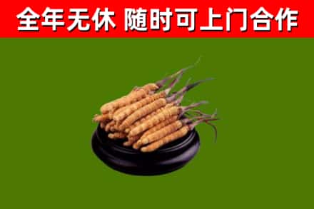 克孜勒苏回收散虫草