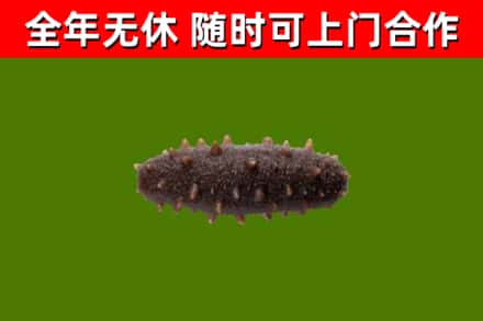 克孜勒苏回收海参干
